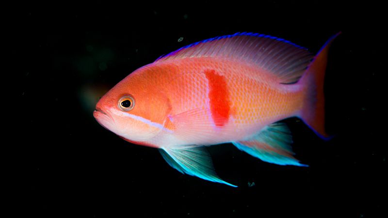 Algunos peces de las profundidades del océano envían señales rojas para camuflarse, comer o elegir pareja