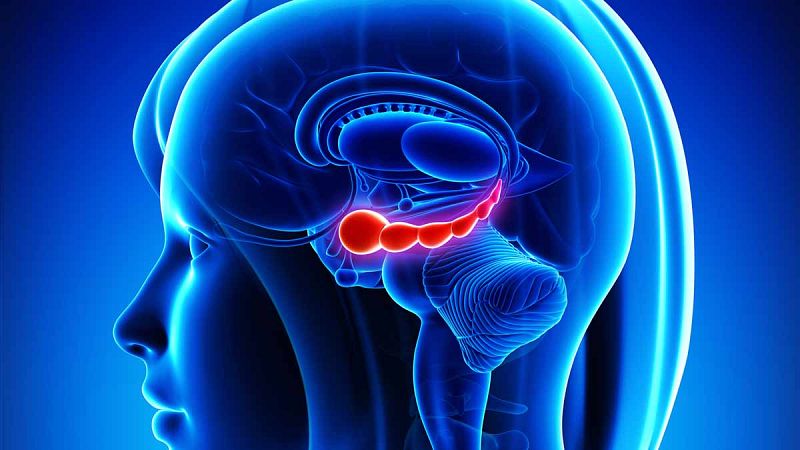 El lado derecho del cerebro domina la formación de recuerdos y la integración de información