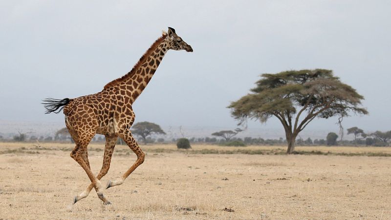 La jirafa es ya una especie en peligro de extinción