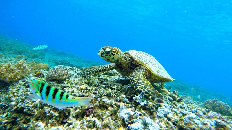 El cambio climático 'deslocaliza' a la mitad de las especies