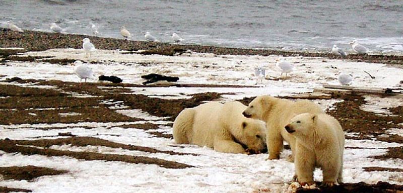 El hielo del Ártico llega a su segundo nivel más bajo y pone en peligro la vida de osos polares