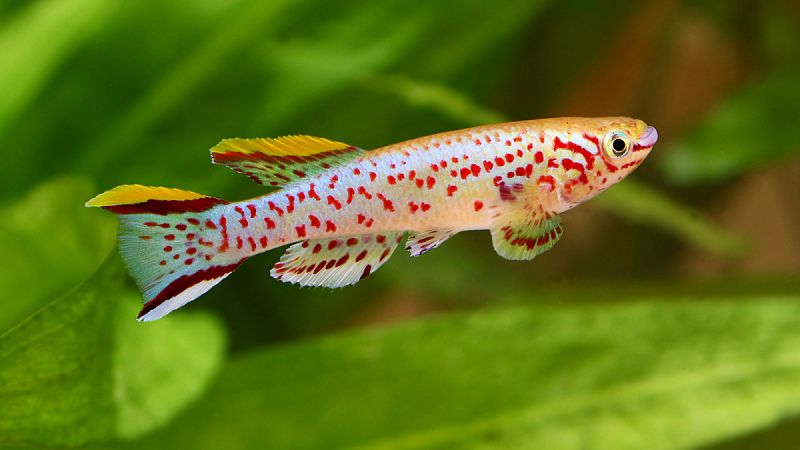Descubren un pez capaz de sobrevivir a niveles letales de agua contaminada