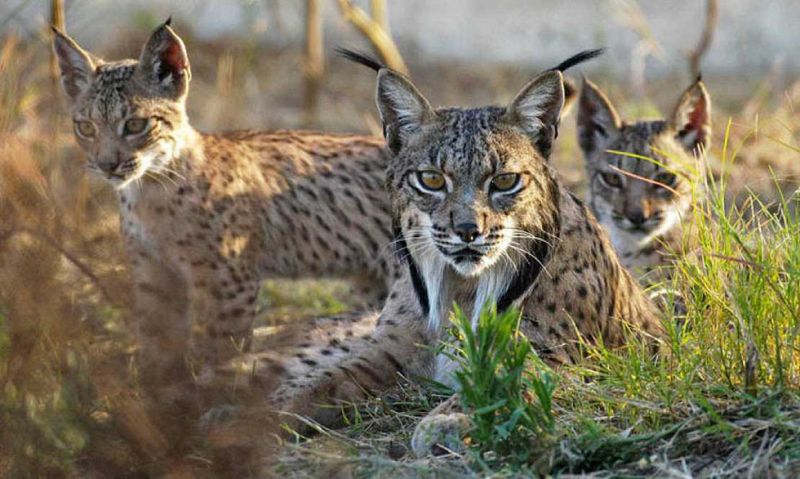 Científicos españoles logran secuenciar el genoma del lince ibérico