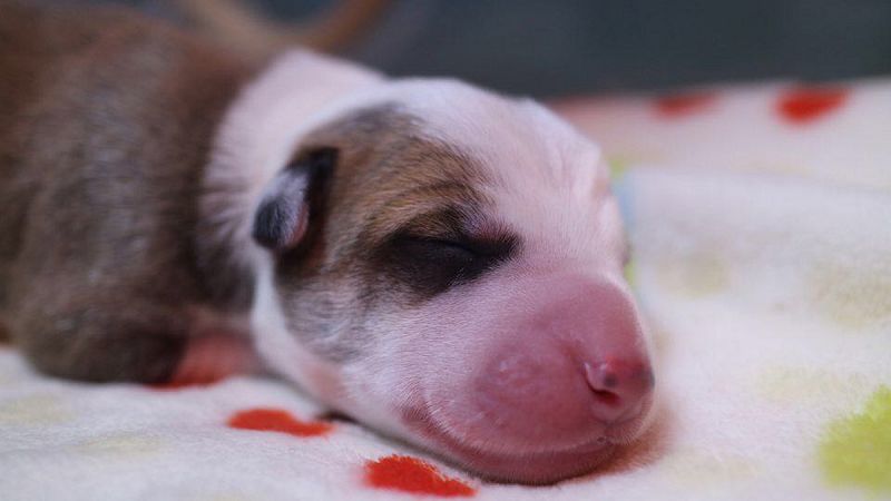 Una familia argentina clona por encargo a su perro fallecido