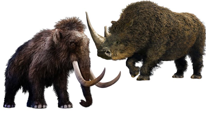 Mamuts y rinocerontes lanudos habitaron noreste peninsular hace 45.000 años