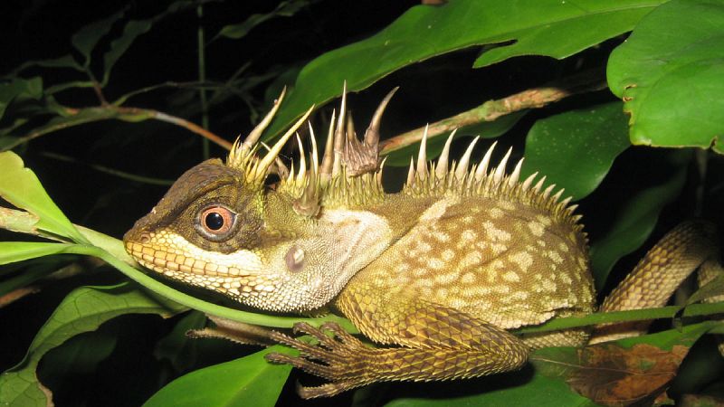 Descubren 163 nuevas especies en la región del Gran Mekong