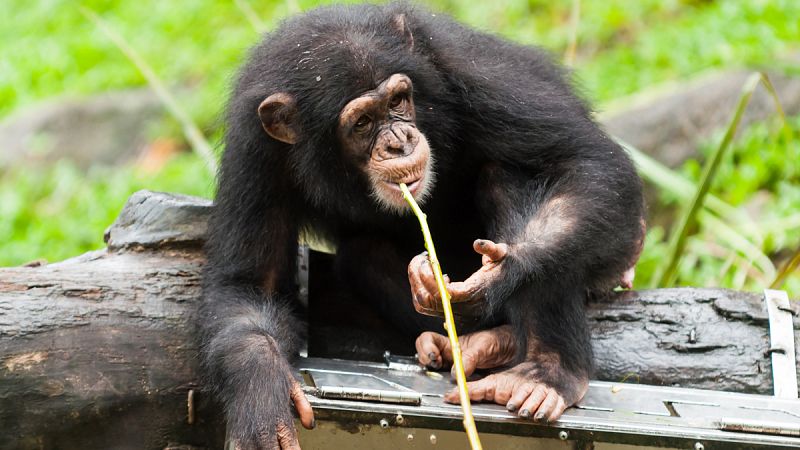 Los chimpancés son "indiferentes" al altruismo, aunque también al rencor