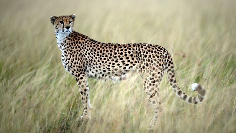 El guepardo está mucho más cerca de la extinción de lo que se pensaba