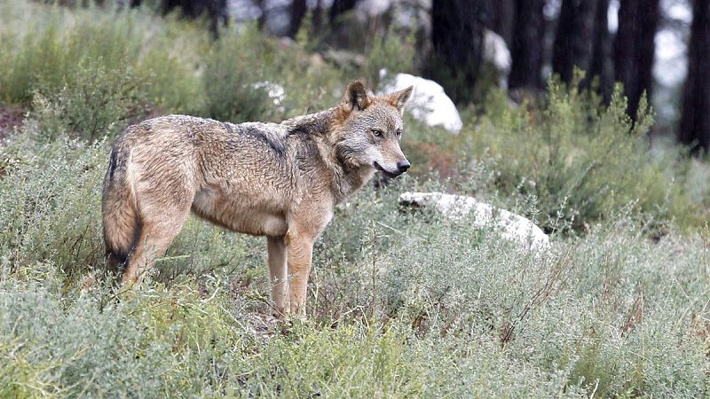 El turismo de observación de lobos ayuda a conservar la especie