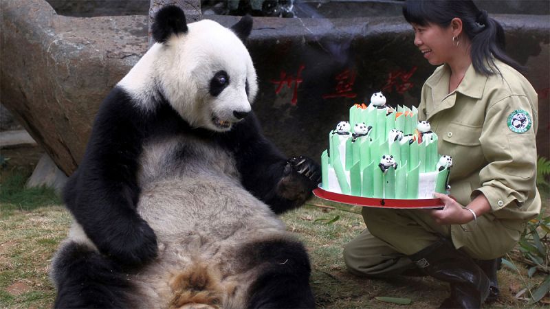 Muere Pan Pan, el "abuelo de los pandas"