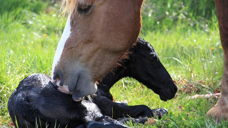 Nace el primer caballo de España con una nueva técnica de congelación de embriones