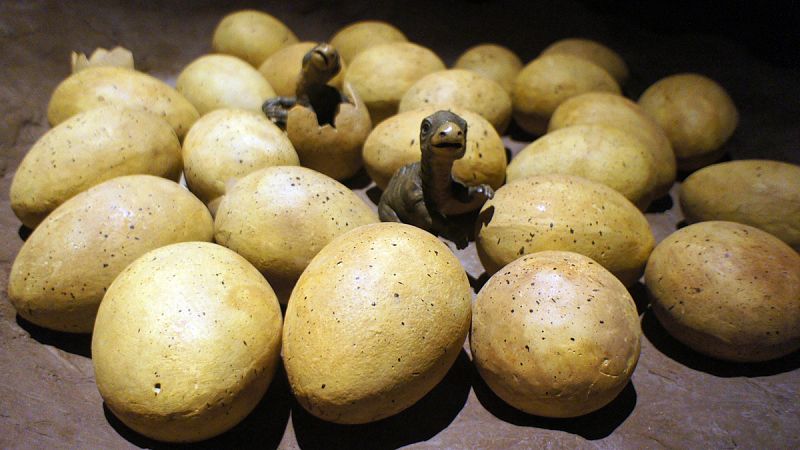 Los huevos de dinosaurio tenían un periodo de incubación de tres a seis meses