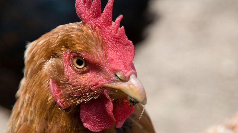 Las gallinas son capaces de razonar por deducción