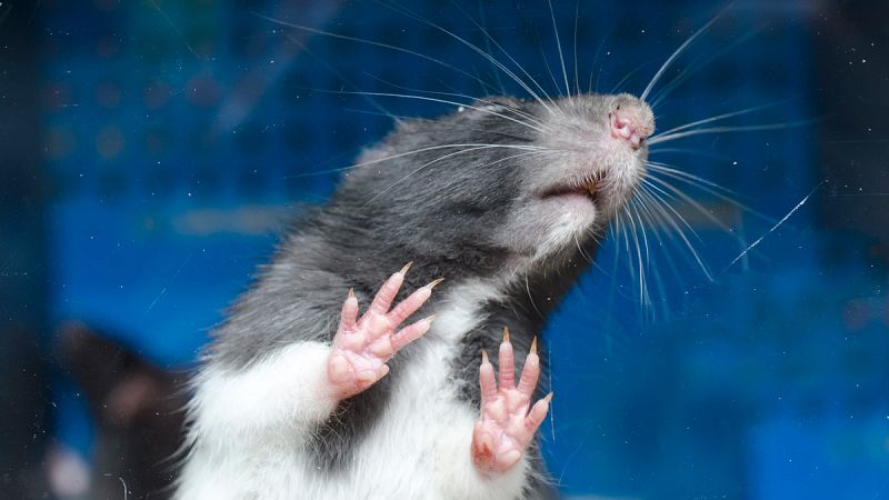 Un trasplante de células madre devuelve la vista a ratones ciegos