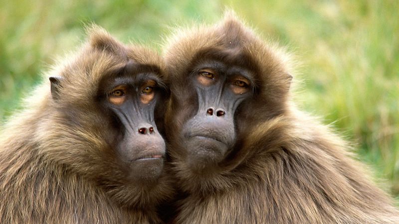 Los babuinos producen cinco sonidos parecidos a las vocales utilizadas por los humanos