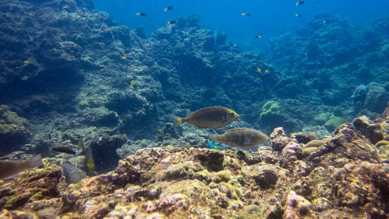 Más del 70% del mayor arrecife de coral de Japón murió en 2016