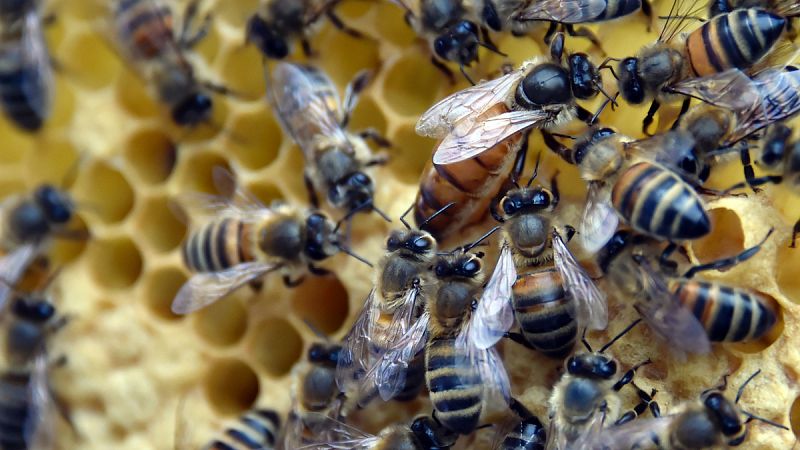 Greenpeace pide a Bruselas que prohíba más pesticidas dañinos para las abejas