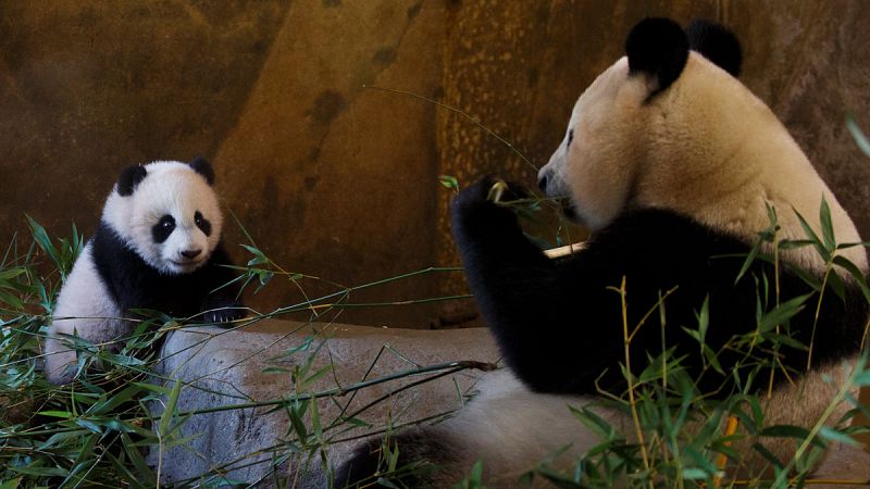 El Zoo de Madrid presenta en sociedad a la cría de panda Chulina