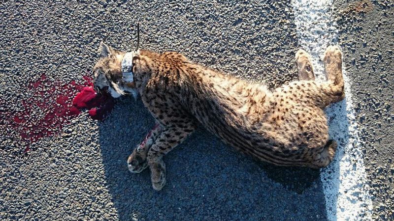 Cinco linces mueren en menos de una semana, tres de ellos atropellados