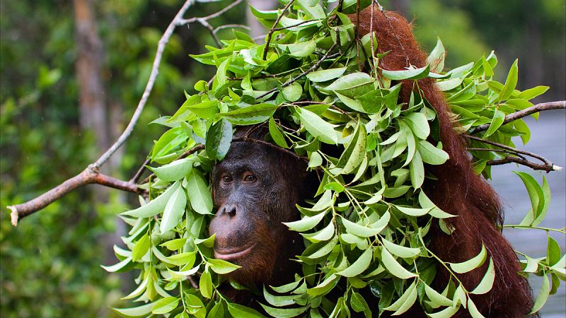 Una treintena de expertos alertan sobre las graves consecuencias de la extinción de los primates