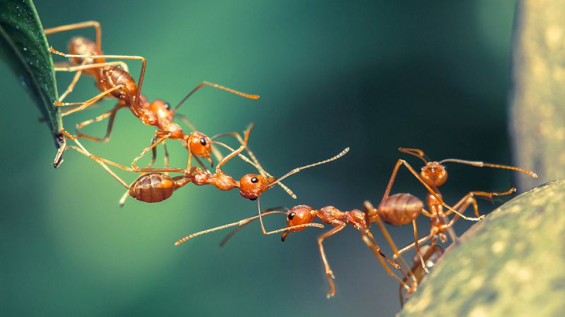 Las hormigas usan la posición del sol y su memoria visual para orientarse