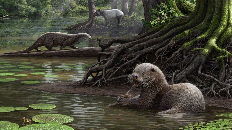 Descubren en China una nutria prehistórica gigante que medía dos metros