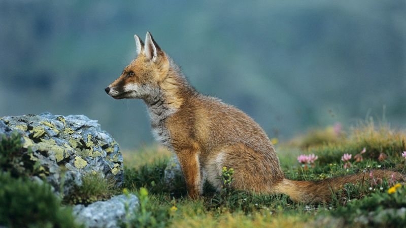 El zorro es el carnívoro más abundante del monte mediterráneo