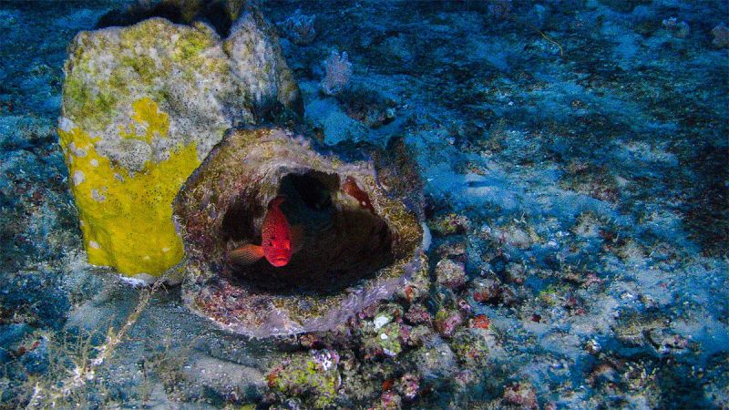 Divulgan las primeras imágenes del arrecife de coral descubierto en el Amazonas