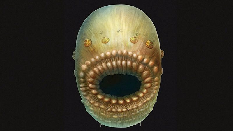 Saccorhytus, la criatura marina que pudo ser el primer abuelo del ser humano