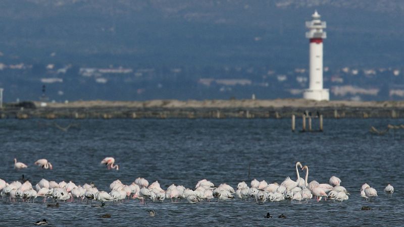 SEO/BirdLife exige medidas para salvar Doñana, el Delta del Ebro y la Albufera de Valencia