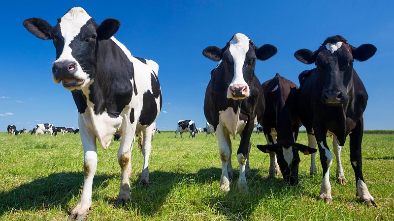 Científicos chinos desarrollan vacas resistentes a la tuberculosis