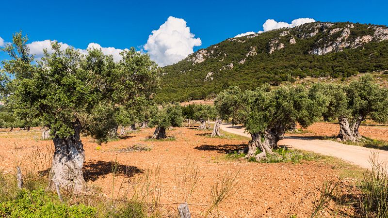 Llega a Baleares la bacteria que mató a cientos de miles de olivos en Italia