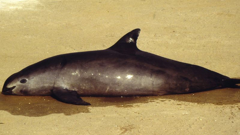 Solo quedan 30 ejemplares de vaquita marina en el mundo