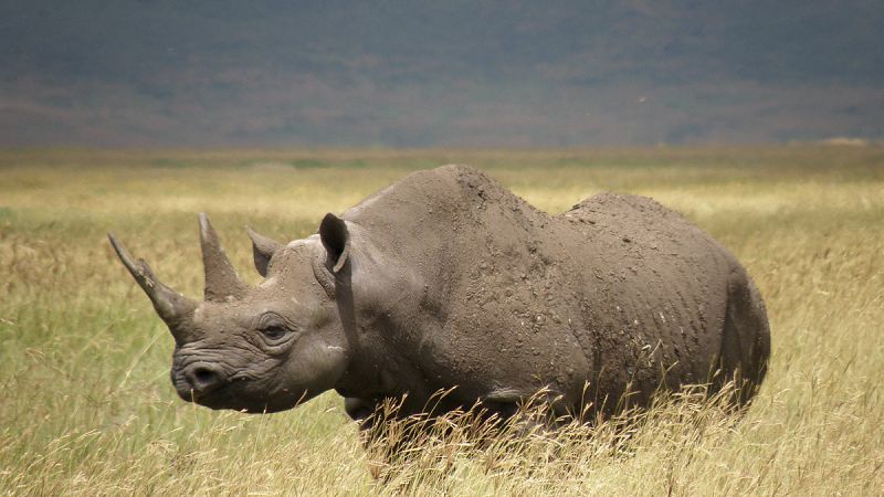 El rinoceronte negro se encamina hacia la extinción