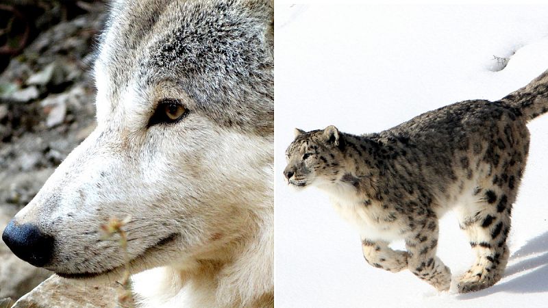 El leopardo de las nieves y el lobo del Himalaya, amenazados por los pastores