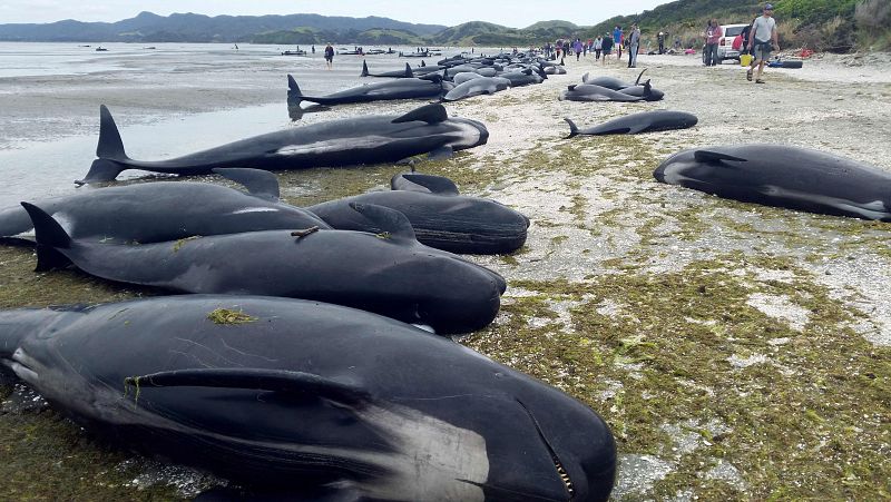 Encuentran unas 300 ballenas piloto muertas en Nueva Zelanda