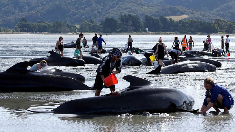Los voluntarios rescatan un centenar de las ballenas varadas en una playa de Nueva Zelanda