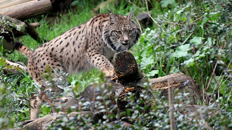 Muere Boliche, el macho de lince más longevo de Doñana