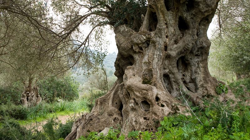 La bacteria que mata olivos y frutales tuvo tres focos de entrada en Baleares