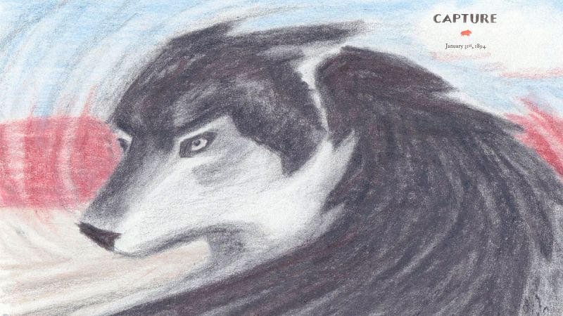 'Los lobos de Currumpaw', el lobo que convirtió a un cazador en un gran naturalista