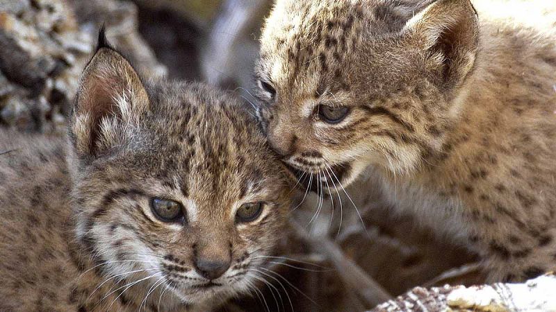 Confiman la primera infección por el virus de la pseudorrabia en un lince ibérico