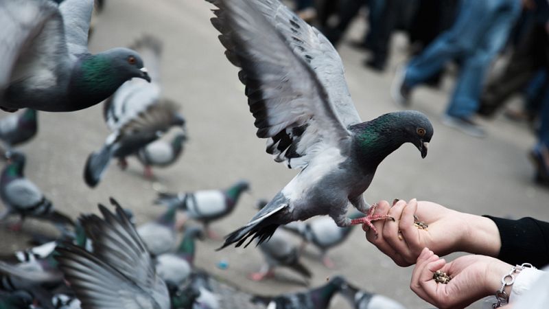 Barcelona dará pienso anticonceptivo a las palomas para controlar su multiplicación