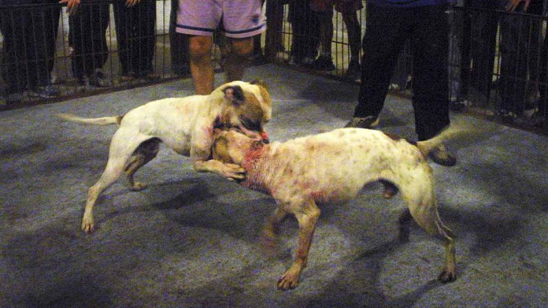Prisión para diez personas por organizar peleas de perros en Tenerife