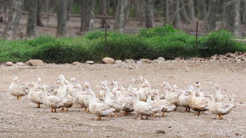 Sacrifican en Girona más de 17.000 patos de una granja debido a la gripe aviar