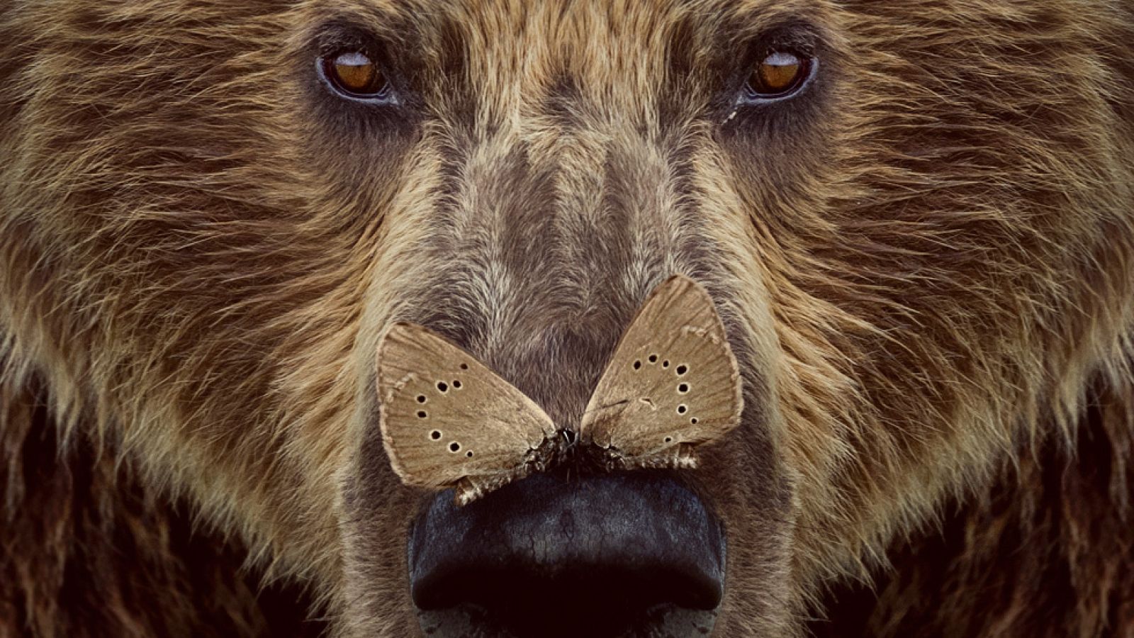 RTVE.es estrena el tráiler de 'Cantábrico', el documental sobre un territorio salvaje y mágico | Ver