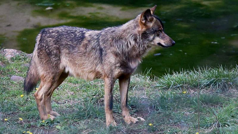 La matanza de lobos en Asturias hace saltar las alarmas