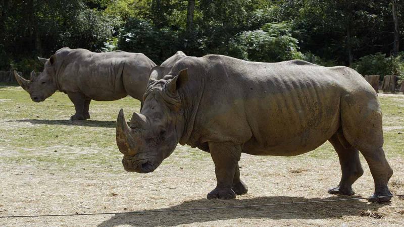 Matan a un rinoceronte en un zoo de las afueras de París para quitarle el cuerno