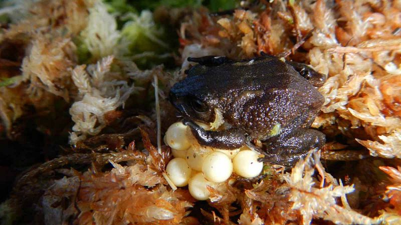 Descubren una nueva especie de rana en Perú a la que llaman Attenborough
