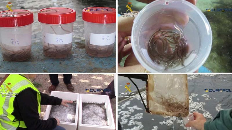 Cae la mayor red internacional de tráfico de angulas a China, con 17 detenidos