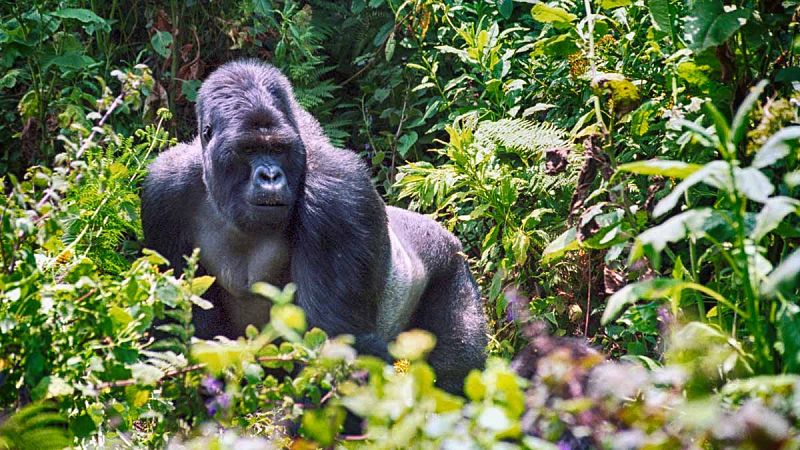 Crean una vacuna oral para proteger a los grandes simios contra el ébola